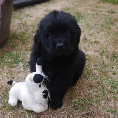 CHIOT 6 sans collier